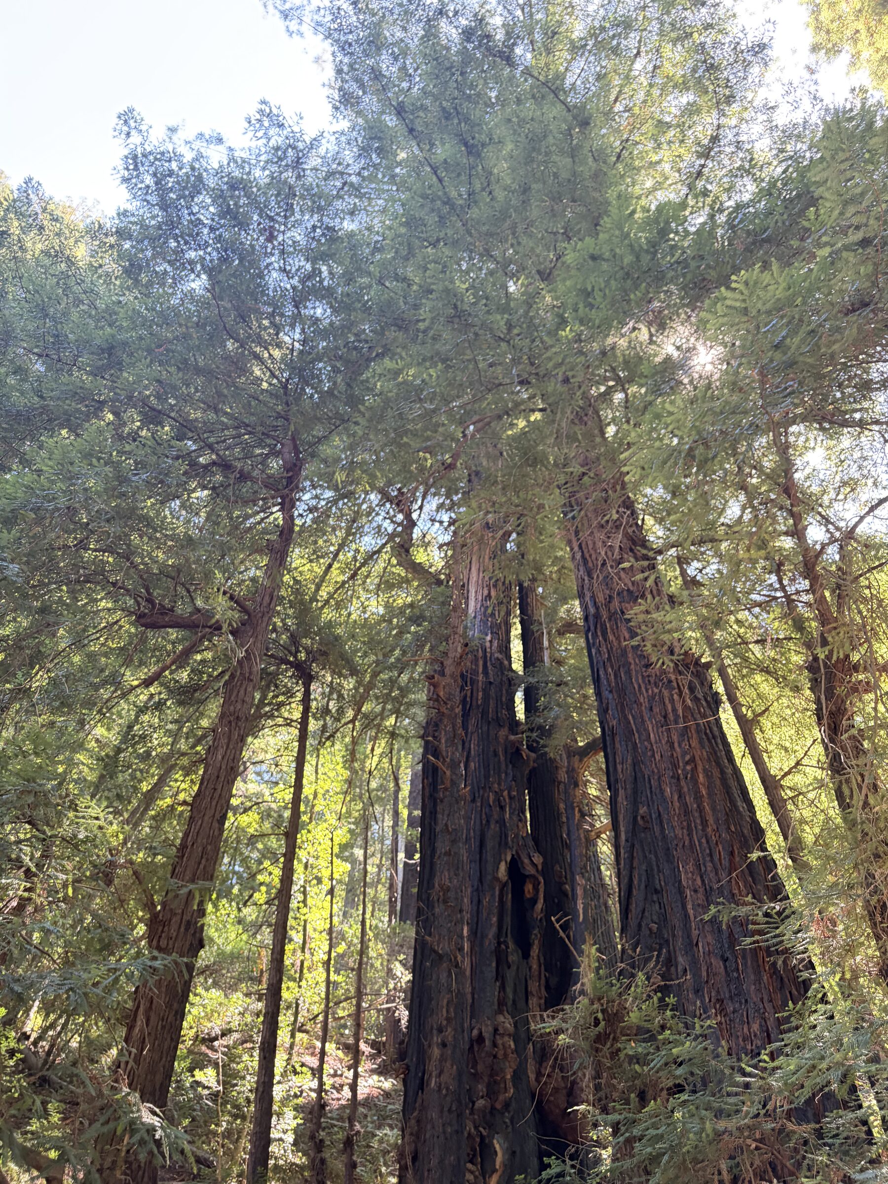 California redwoods, the source of second-life lumber
