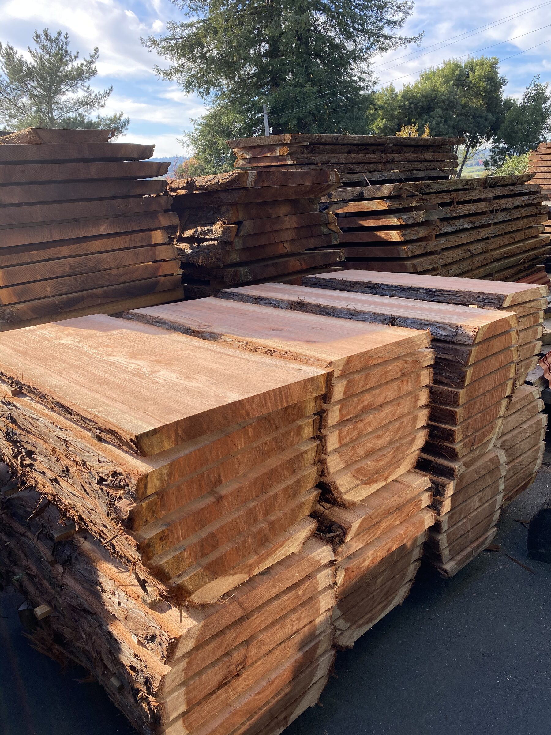 Stacks of freshly milled live edge slabs at the Sebastopol yard